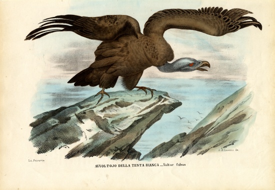 Griffon Vulture a Raimundo Petraroja