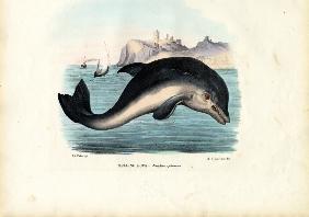 Harbour Porpoise