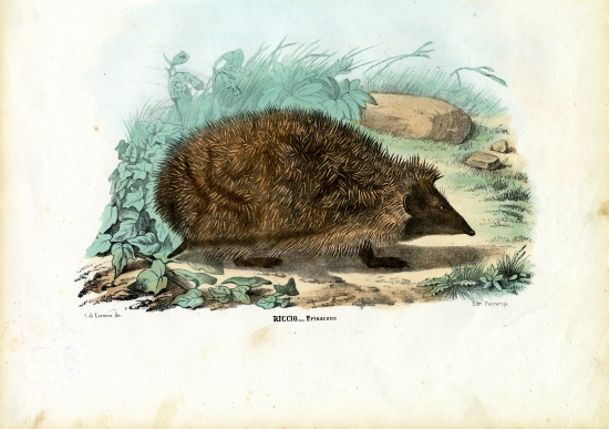 Hedgehog a Raimundo Petraroja