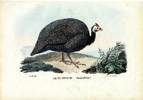 Helmeted Guineafowl