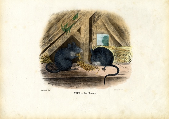 House Mouse a Raimundo Petraroja