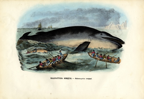 Humpback Whale a Raimundo Petraroja