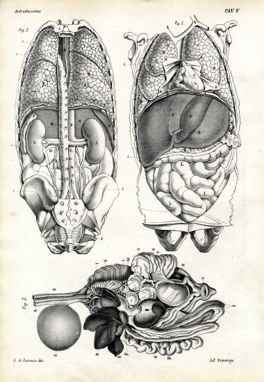 Intestines a Raimundo Petraroja