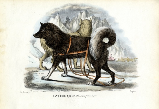 Inuit Sled Dog a Raimundo Petraroja