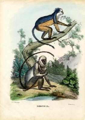 Langurs