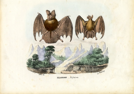 Leaf-Nosed Bats a Raimundo Petraroja