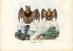 Leaf-Nosed Bats