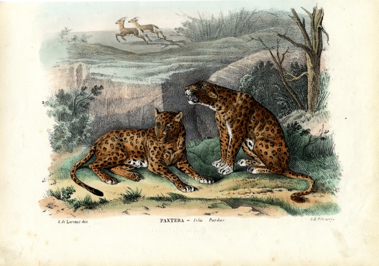 Leopard a Raimundo Petraroja