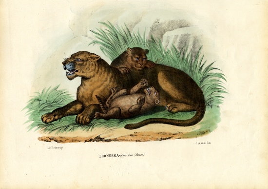 Lioness With Cubs a Raimundo Petraroja