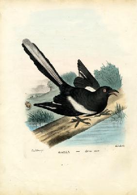 Magpie