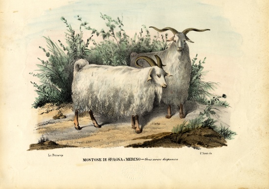 Merino Sheep a Raimundo Petraroja