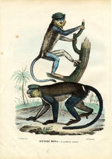 Mona Monkey a Raimundo Petraroja