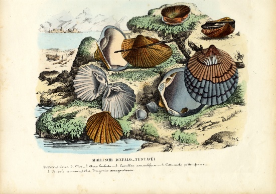 Mussels a Raimundo Petraroja