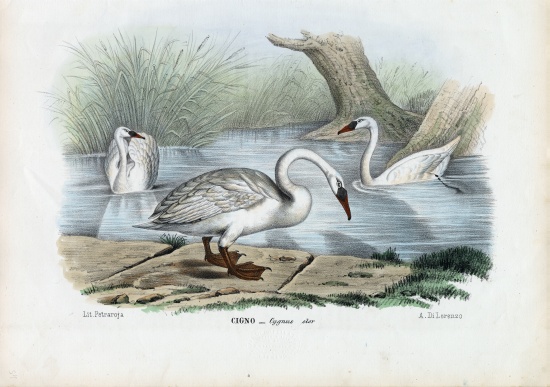 Mute Swan a Raimundo Petraroja