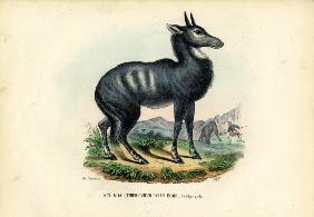 Nilgai