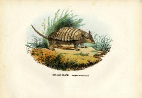 Nine-Banded Armadillo