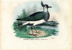 Northern Lapwing