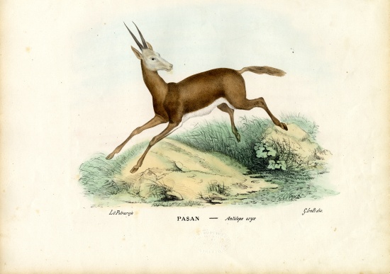 Oryx a Raimundo Petraroja