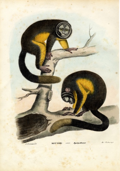 Owl Monkey a Raimundo Petraroja