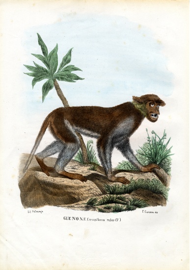 Patas Monkey a Raimundo Petraroja
