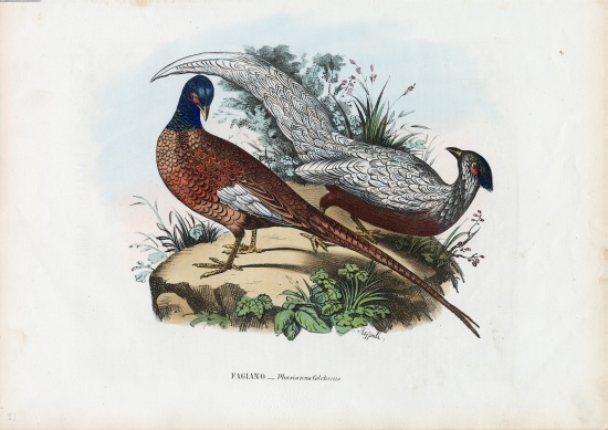 Pheasant a Raimundo Petraroja