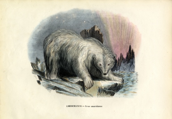 Polar Bear a Raimundo Petraroja