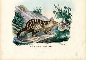 Quoll