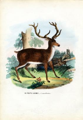 Red Deer