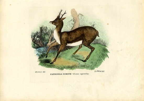 Roe Deer a Raimundo Petraroja