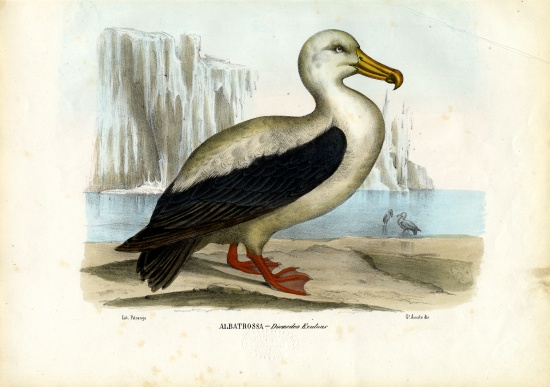 Royal Albatross a Raimundo Petraroja