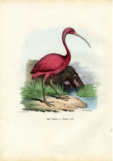 Scarlet Ibis a Raimundo Petraroja