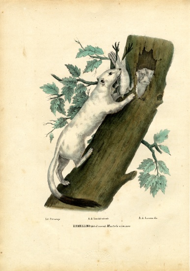 Short-Tailed Weasel a Raimundo Petraroja