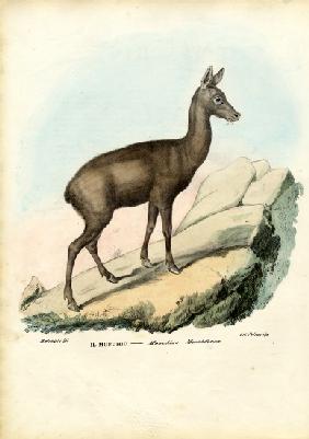 Siberian Musk Deer