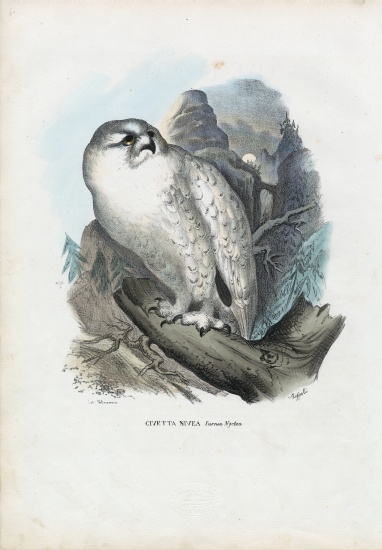 Snowy Owl a Raimundo Petraroja