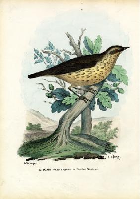 Song Thrush