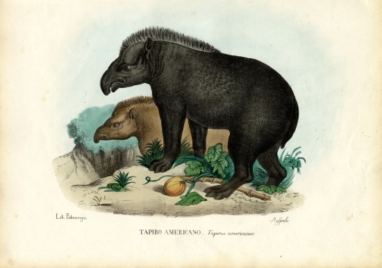 South American Tapir a Raimundo Petraroja
