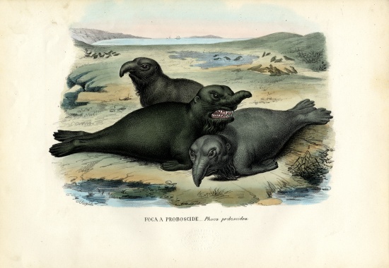 Southern Elaphant Seal a Raimundo Petraroja