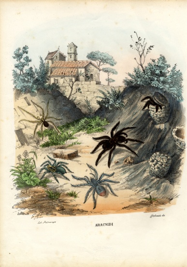 Spiders a Raimundo Petraroja