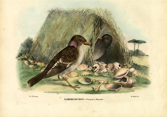 Spotted Bowerbird a Raimundo Petraroja