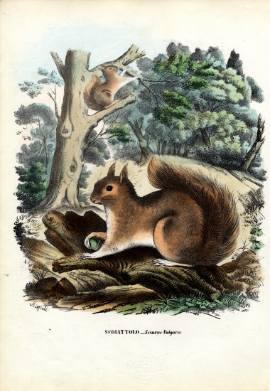 Squirrel a Raimundo Petraroja