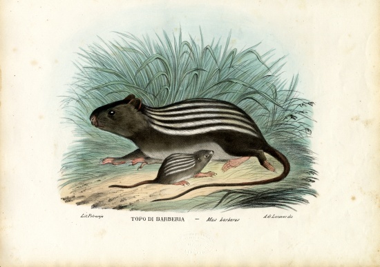 Striped Mouse a Raimundo Petraroja