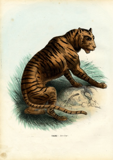 Tiger a Raimundo Petraroja