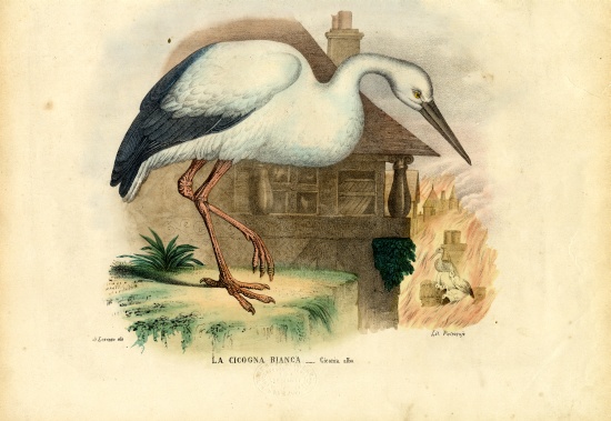White Stork a Raimundo Petraroja