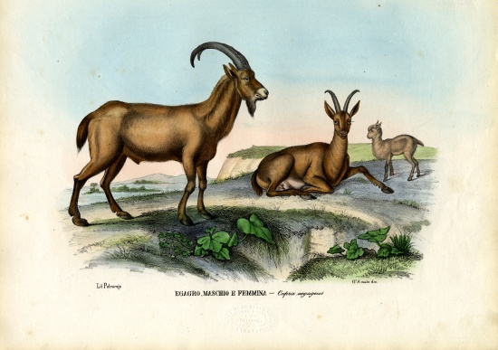 Wild Goat a Raimundo Petraroja