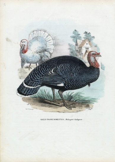 Wild Turkey a Raimundo Petraroja