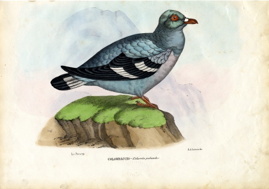 Wood Pigeon a Raimundo Petraroja