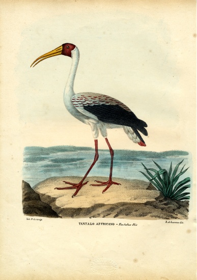 Yellow-Billed Stork a Raimundo Petraroja