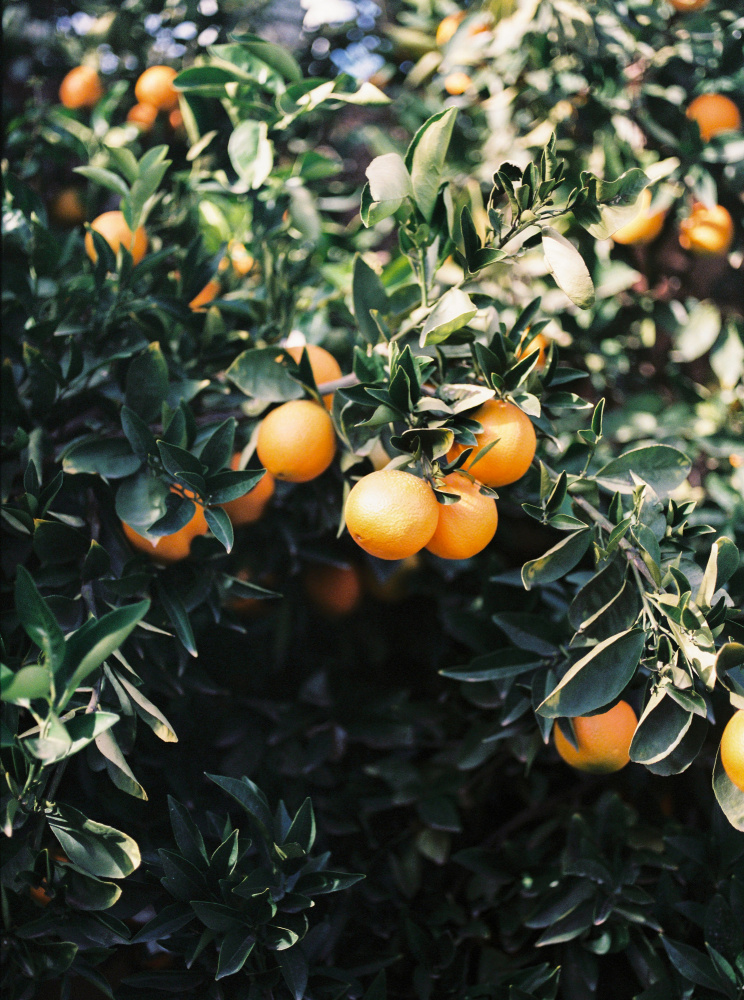 Marrakesh Oranges a Raisa Zwart