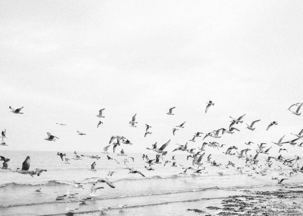 Seagulls - Coastal black and white a Raisa Zwart