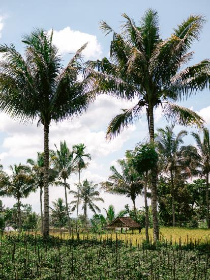 Tetebatu Lombok